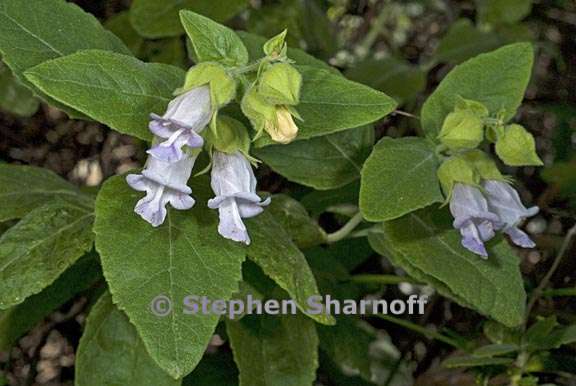 lepechinia calycina 5 graphic